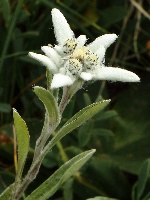 Leontodon alpinum